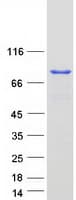 Human CUL3 / Cullin 3 Protein (Recombinant Myc-DDK (Flag))