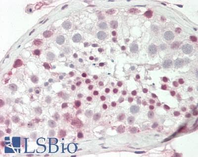 IHC-plus™ CDC20 Antibody