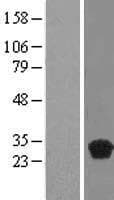 MRGBP Protein (Over-Expression Lysate Myc-DDK (Flag))