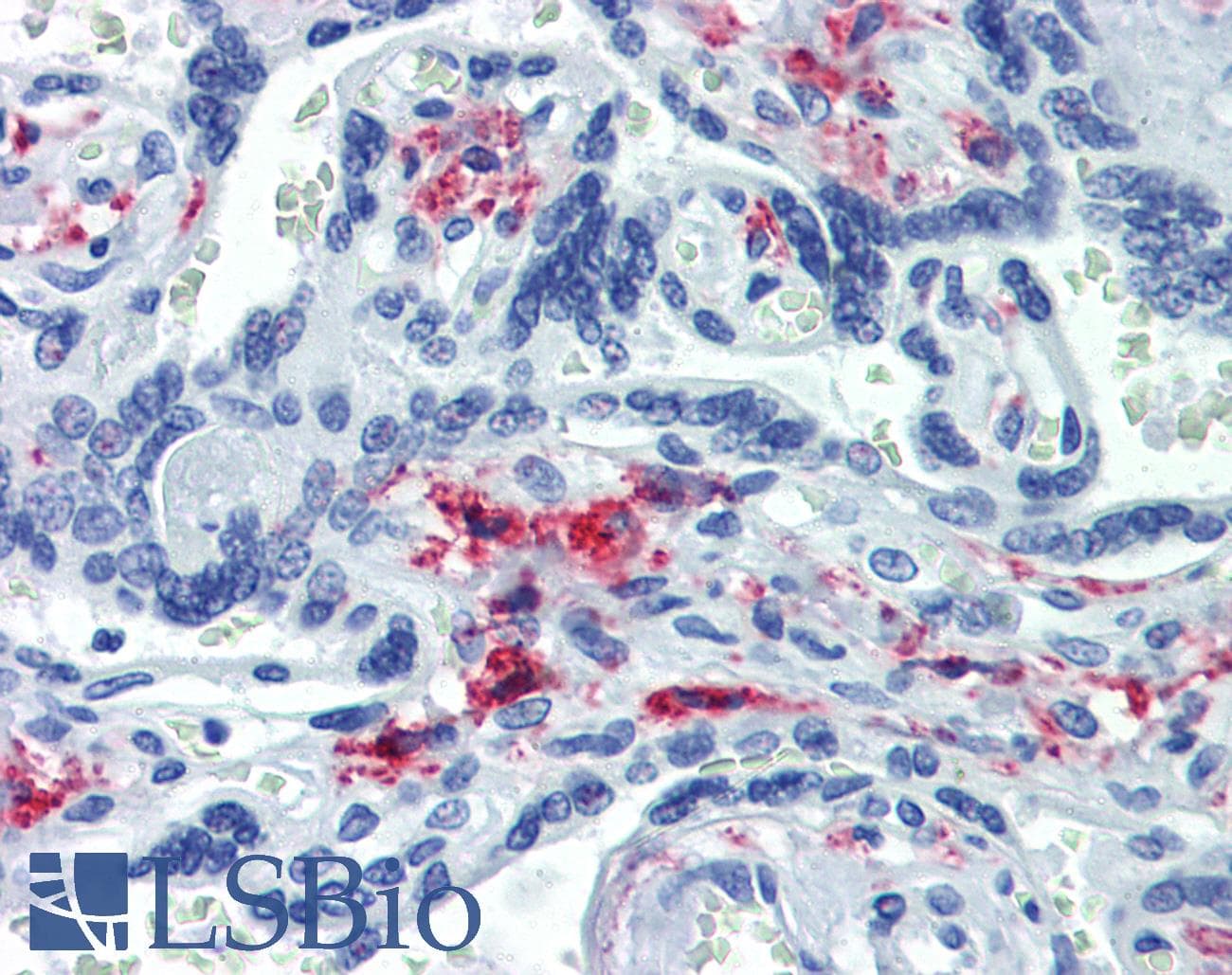 PathPlus™ CD163 Antibody (clone GHI/61)