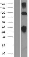 KCNH2 / HERG Protein (Over-Expression Lysate Myc-DDK (Flag))