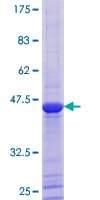 Human BRSK2 Protein (Recombinant GST)
