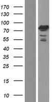 SORBS1 / Ponsin Protein (Over-Expression Lysate Myc-DDK (Flag))