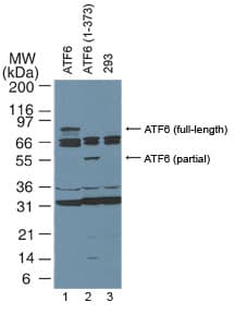 IHC-plus™ Monoclonal Mouse anti-Human ATF6 Antibody (clone 70B1413.1, aa1-273, IHC, WB)
