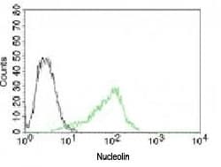 NCL / Nucleolin Antibody (clone NPC23-2, Azide-free, BSA-free)