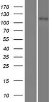 Human SLC12A3 / TSC Protein (Over-Expression Lysate Myc-DDK (Flag))