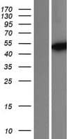 Human IDH1 / IDH Protein (Over-Expression Lysate Myc-DDK (Flag))