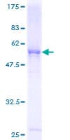 Human FCN3 / Ficolin-3 Protein (Recombinant GST)