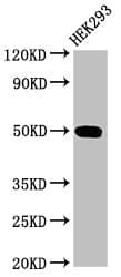 ARA55 / HIC-5 Antibody