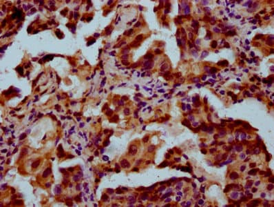 POU5F1B Antibody