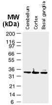 Polyclonal Rabbit anti-Mouse BAG1 / BAG-1 Antibody (aa26-45, IHC, WB)