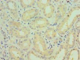 CYP4A11 Antibody (aa1-200)