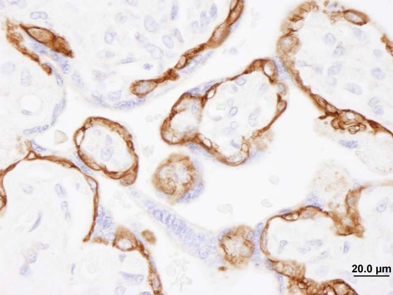 EGFR Antibody (aa1150-C-term)
