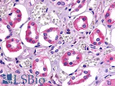 IHC-plus™ TAAR6 Antibody (Cytoplasmic Domain)