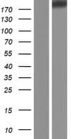 FER1L6 Protein (Over-Expression Lysate Myc-DDK (Flag))
