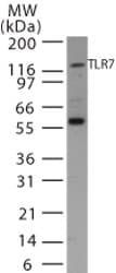 IHC-plus™ TLR7 / CD287 Antibody (aa465-483)