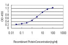 Monoclonal Mouse anti-Human HERPUD1 / HERP Antibody (clone 2G7, WB)