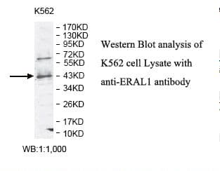 Polyclonal Rabbit anti-Human ERAL1 Antibody (aa72-225, IHC, WB)