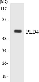 PLD4 / Phospholipase D4 Antibody (aa440-489)