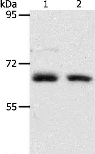 ACOT11 / THEA Antibody