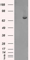 KIND2 / FERMT2 Antibody (clone OTI22E7, Carrier-free)
