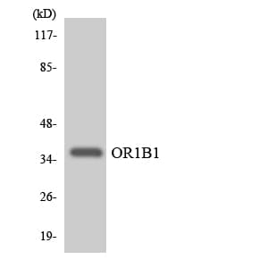 OR1B1 Antibody (aa145-194)