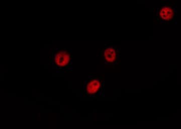 HNRNPCL1 Antibody