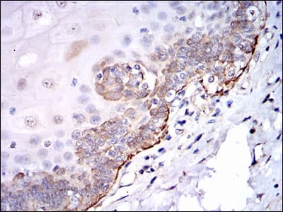 SRC Antibody (clone 1F11)