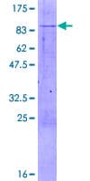 Human MUTYH / MYH Protein (Recombinant GST)
