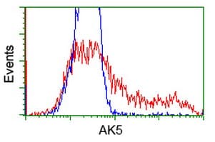 AK5 / Adenylate Kinase 5 Antibody (clone OTI2F9)