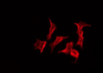 GJB7 / CX25 / Connexin 25 Antibody