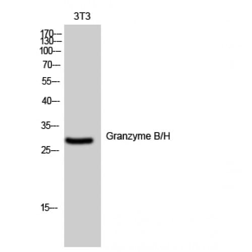 Granzyme B+H Antibody (10-90 aa, N-terminal)