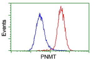 PNMT Antibody (clone OTI2E3)