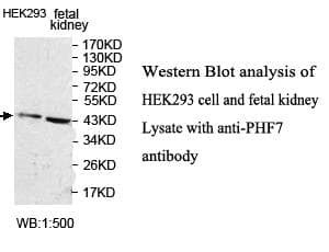 PHF7 Antibody (aa46-275)