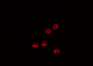MED26 / CRSP7 Antibody