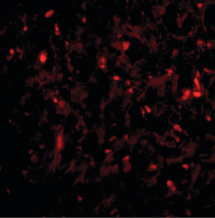 IHC-plus™ Polyclonal Rabbit anti-Human UIMC1 / RAP80 Antibody (IHC, IF, WB)