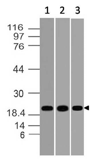 Polyclonal Rabbit anti-Rat DUSP18 Antibody (WB)