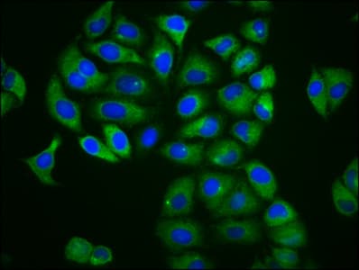 MFSD4 Antibody