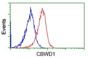 CBWD1 Antibody (clone OTI3F9)