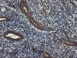 GCP60 / ACBD3 Antibody (clone OTI1G2)
