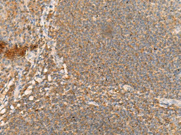CD48 Antibody