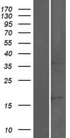 SORCS2 Protein (Over-Expression Lysate Myc-DDK (Flag))