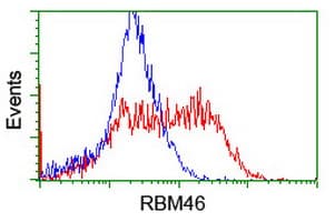 RBM46 Antibody (clone OTI2A5, Carrier-free)