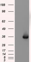 NIT2 Antibody (clone OTI6H7)