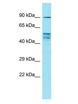 FAM171A2 Antibody (aa777-826)