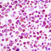 CASP3 / Caspase 3 Antibody (phospho-Ser150)
