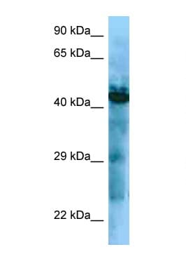 Polyclonal Rabbit anti-Human GHSR / Ghrelin Receptor Antibody (aa237-286, WB)