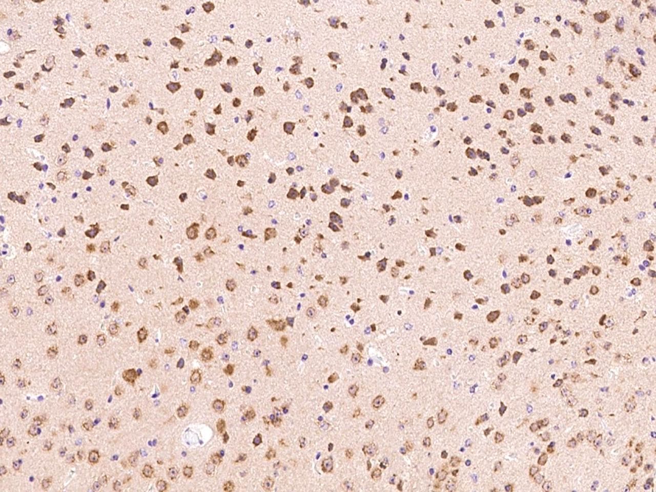 FGF9 Antibody (Preservative Free)