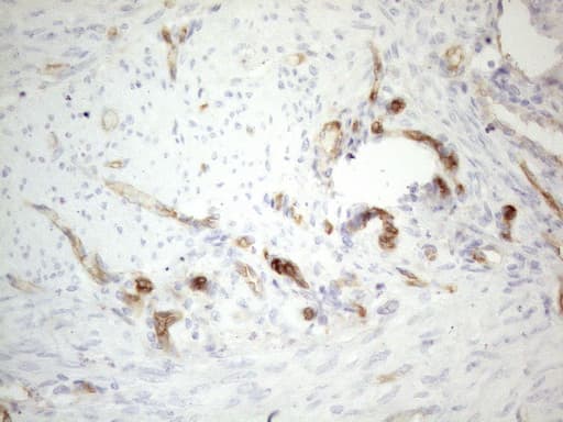 CD34 Antibody (aa312-385, clone OTI10C8)