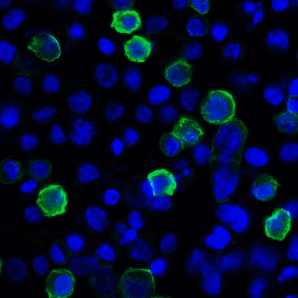 TNFSF14 / LIGHT Antibody (clone 7B9F12)